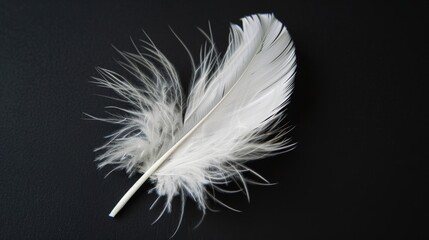 Minimalistic White Feather Close-Up on Dark Background.