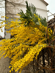 yellow mimosa flowers on the wall