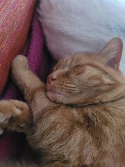 Sieste chat © Laurie