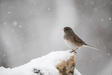 songbird in snow on perch