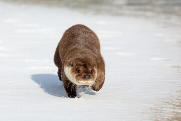 River otter on the river bank near the water in winter.  Blurred background. The otter is a mustelid family. Lutra vulgaris