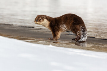 River otter on the river bank near the water in winter.  Blurred background. The otter is a...