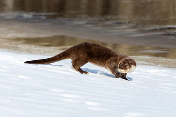 River otter on the river bank near the water in winter. Snow is flying. Brown blurred background. The otter is a mustelid family. Lutra vulgaris