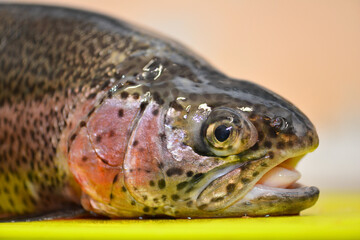 Close up view of raw trout fish