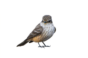 Vermilion Flycatcher (Pyrocephalus rubinus) High Resolution Photo, Perched on a Transparent PNG Background - 738851584