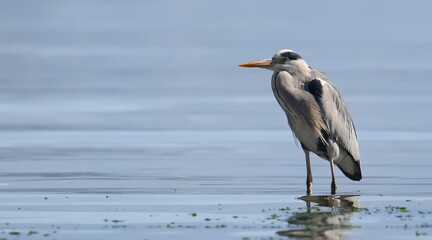 Gray Heron in sea, Ardea cinerea, birds of Montenegro