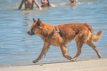 Amararelo dog is known as caramel walking on the beach with ocean in the background and tourists enjoying a sunny day