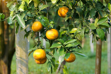 organic orange garden Plant Honey Suckle oranges, which are high in vitamin C. It has a sweet and...