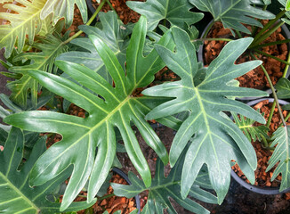 Philodendron Xanadu is a herbaceous plant. The leaves are single, oval, rounded at the tip, deeply...