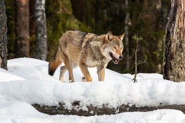 A young wolf runs along the edge of the forest. Winter landscape. Life of animals. Wild life.
