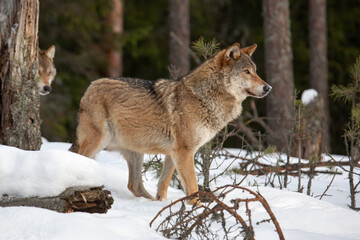 Wolves cautiously come out to the edge of the forest. Winter landscape. Wild life. Life of animals.