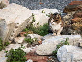 cat sitting on the rocks