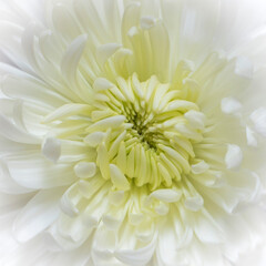 white chrysanthemum flower with soft edges