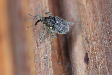 Cabbage stem weevil Ceutorhynchus pallidactylus. A beetle leaving its overwintering sites before laying its eggs into rapeseed stalks.
