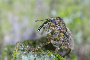 Cabbage stem weevil Ceutorhynchus pallidactylus. A beetle leaving its overwintering sites before laying its eggs into rapeseed stalks.