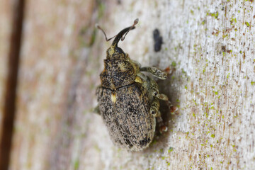 Cabbage stem weevil Ceutorhynchus pallidactylus. A beetle leaving its overwintering sites before laying its eggs into rapeseed stalks.