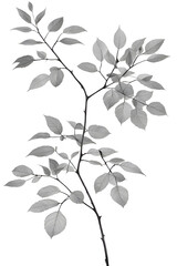 black and white leaves	