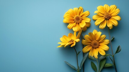fresh summer flower on blue background with copy space