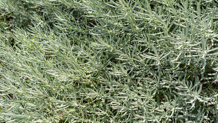 background of rosemary typical aromatic plant