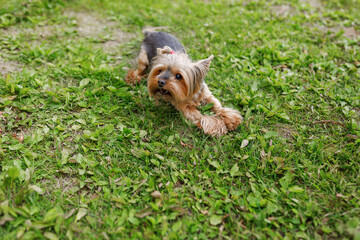 Happy Yorkshire Terrier running and playing on green grass
