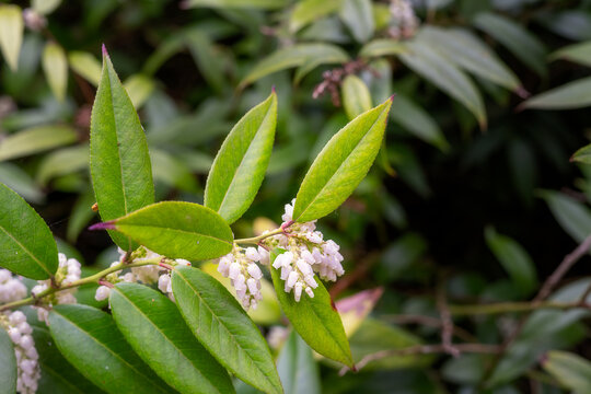 Leucothoe fontanesiana (Steud.) Sleumer or highland doghobble in spring, close up
