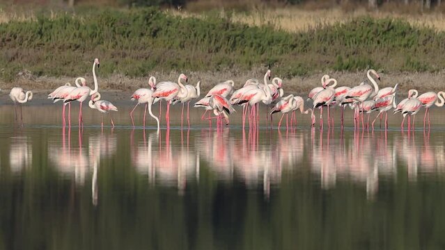A flock of Flamingos in natural habitat-Cyprus