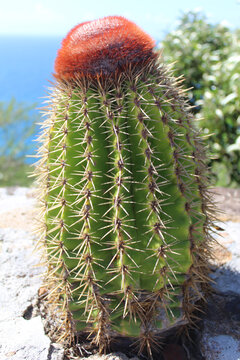Turk's head cactus with the Caribbean Sea in the background in Antigua