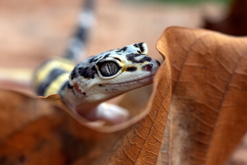 A leopard gecko is among the rubble of dry leaves