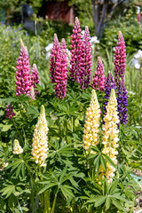 Lupines, lupine plant with pink, yellow, purple flowers growing in the garden