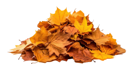 Pile of autumn leaves isolated on transparent a white background