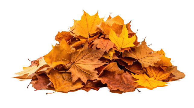 Pile of autumn leaves isolated on transparent a white background