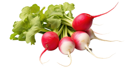 Radish isolated on transparent a white background 