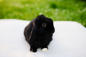 królik, baranek, królik wielkanocny, wielkanoc, symbol wielkanocny czarny królik