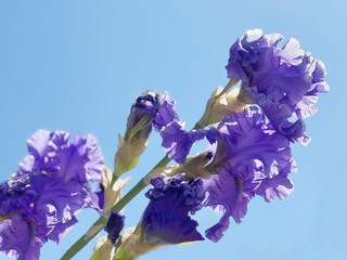 Beautiful blue iris flowers on sky.