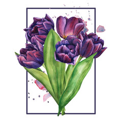 Watercolor tulip flowers bouquet. Template of spring flowers for floral design for valentine day, 8 march, mothers day, easter. Hand drawn floral illustration of blooming plants