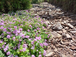 Jardín en Valencia 