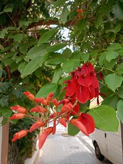 red flowers in a vase