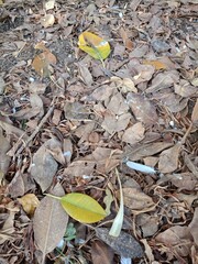 autumn leaves on the ground