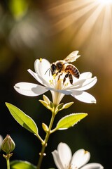 Backlit honeybee rapidly beating its transparent wings on course for aromatic white jasmine flowers in the warm sunlight.