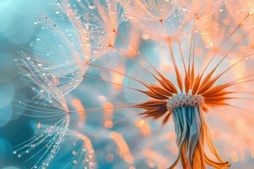 Rolgordijnen Macro shot capturing delicate lace-like designs on dandelion seed heads, perfect for wallpaper, print, and interior design © Jam