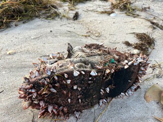 Barnacles on a boot