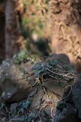 Jeju island pine tree stone wall basalt orchard