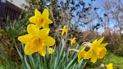Fototapeta premium Jonquilles jaunes