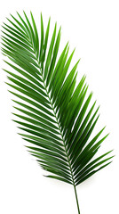 Green palm. isolated on white background