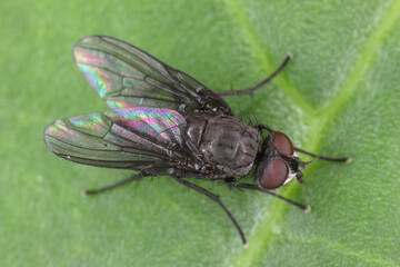 Spring fly (Phorbia fumigata, synonym: P. securis). Live on grasses, incl. cereals. The larvae bore in a culm, causing it to die.