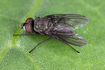 Spring fly (Phorbia fumigata, synonym: P. securis). Live on grasses, incl. cereals. The larvae bore...