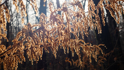 Golden seeds in the windy day in motion. Close-up of hanging seeds under the sun.