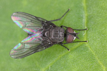 Spring fly (Phorbia fumigata, synonym: P. securis). Live on grasses, incl. cereals. The larvae bore in a culm, causing it to die.