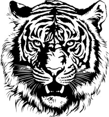 Fototapeta premium tiger head in black and white vector illustration, isolated background