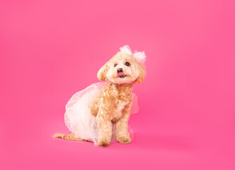 wedding dog